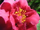 Camellia